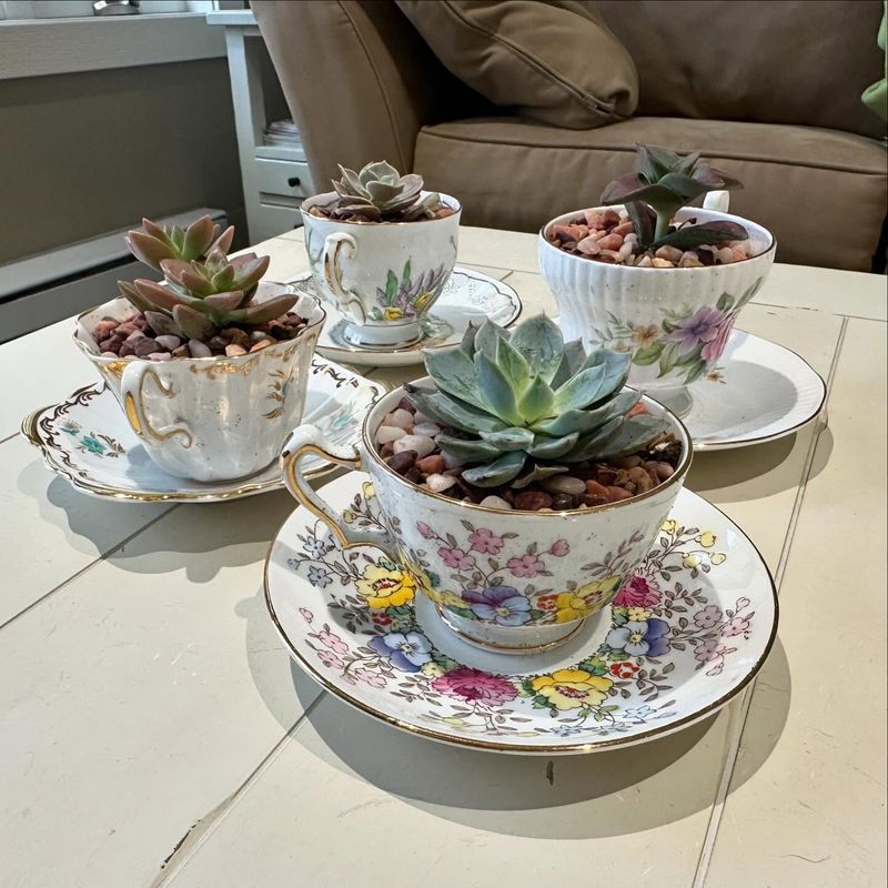 Teacup Succulent Gardens