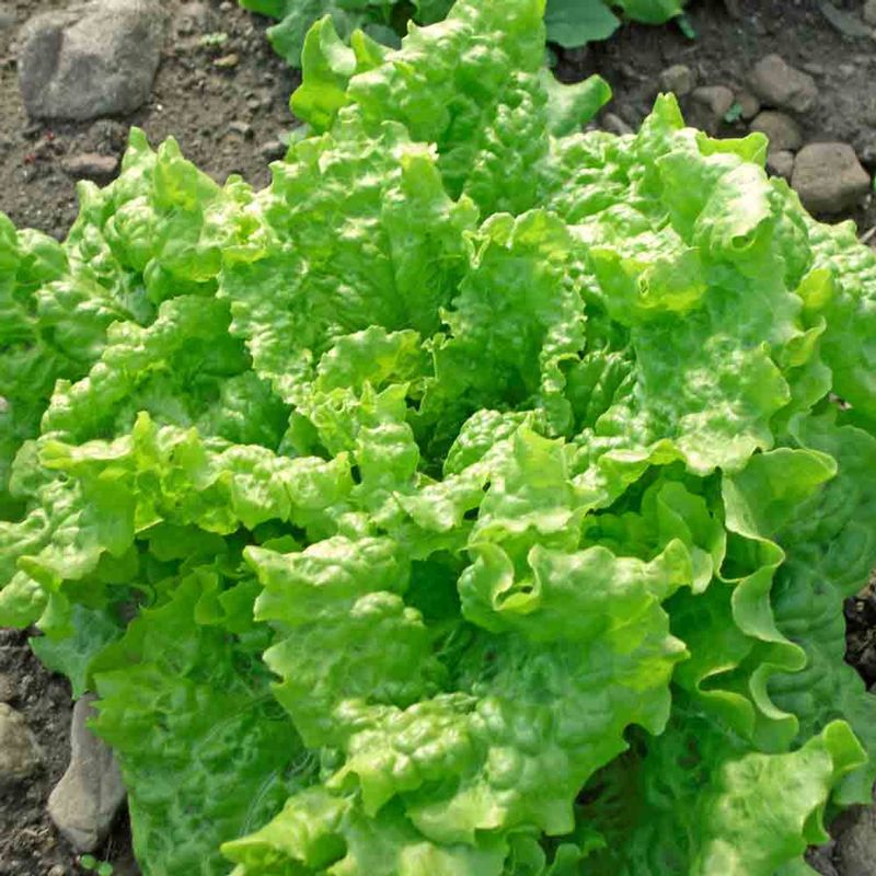 Black Seeded Simpson Lettuce