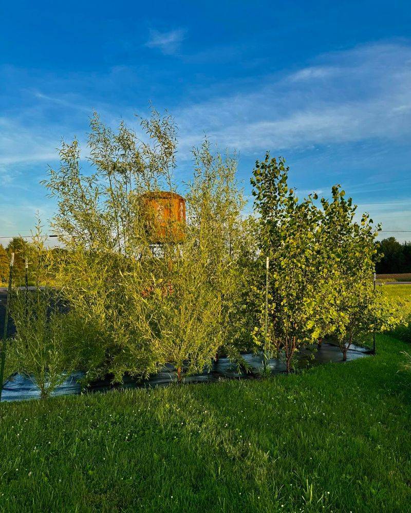 Hybrid Willow