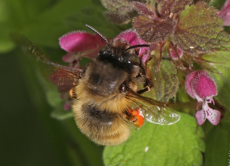 Digger Bees