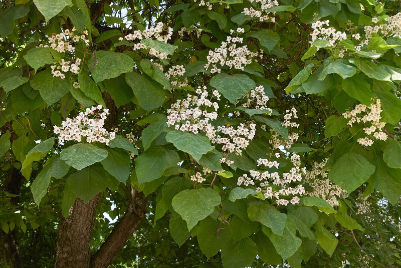 Western Catalpa