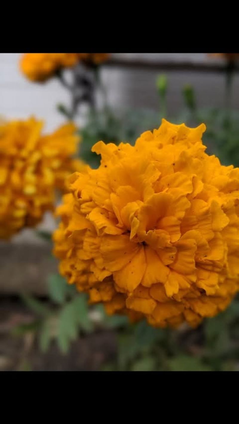 Marigold: Spirit Guides