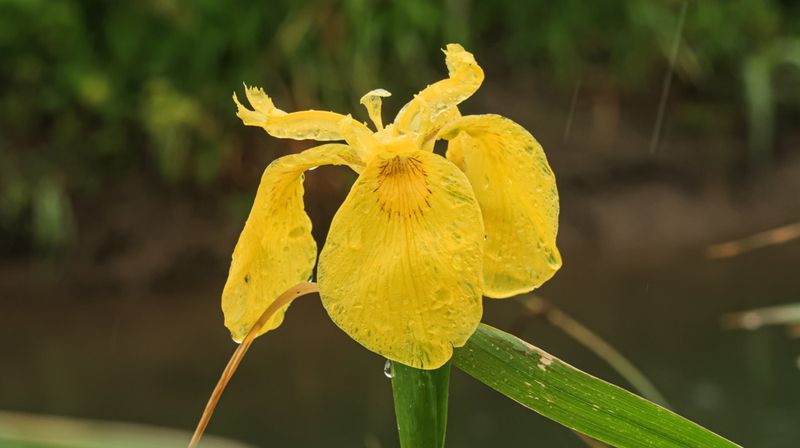 Yellow Flag Iris (Iris pseudacorus)