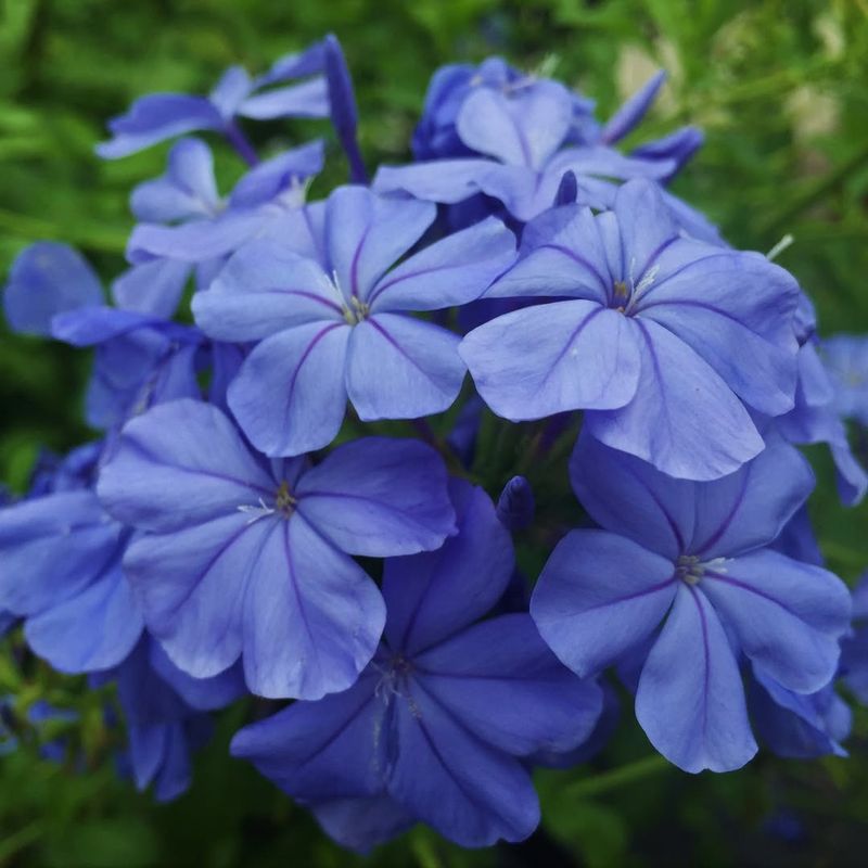 Plumbago auriculata