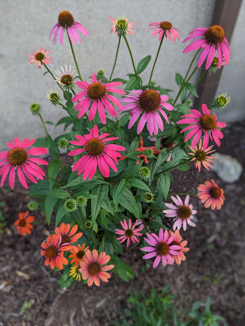 Coneflowers (Echinacea)