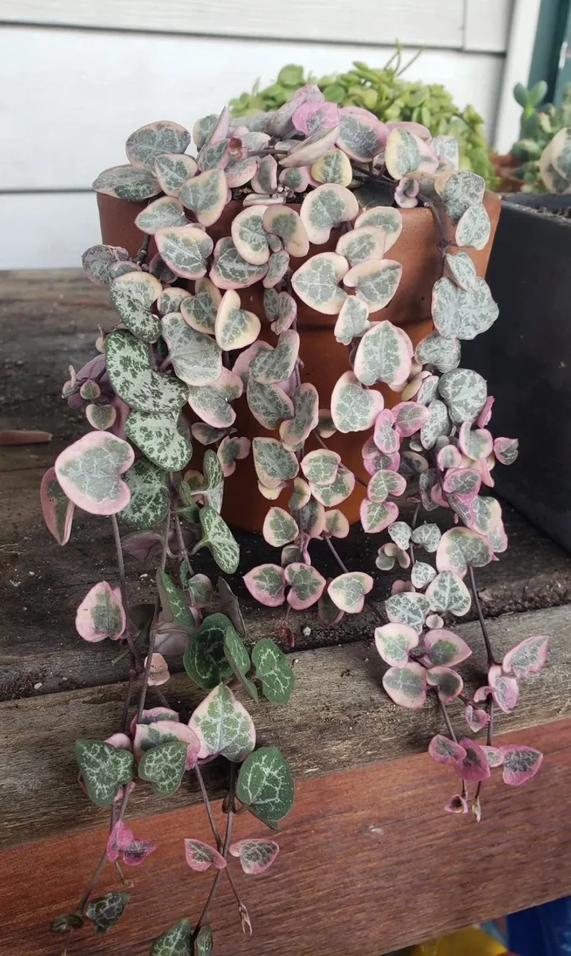 String Of Hearts