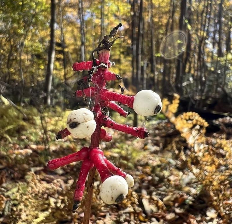 Eyeball Plant