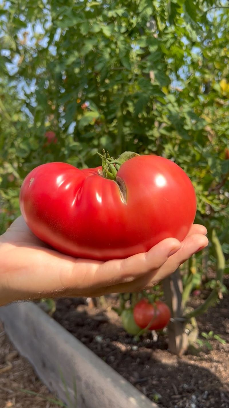 Mortgage Lifter Tomatoes