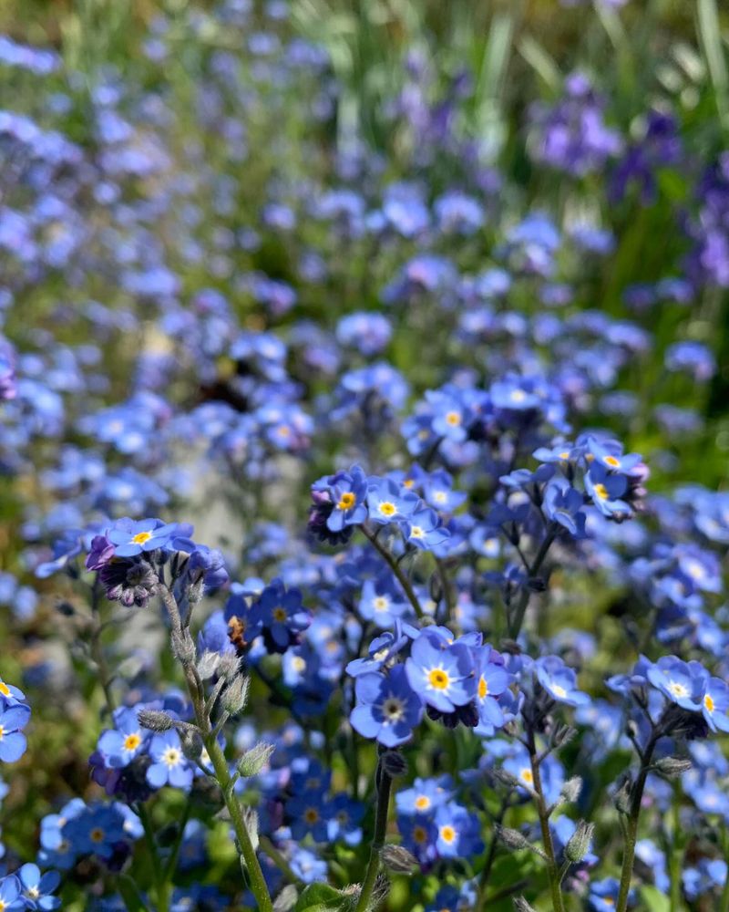 Forget-Me-Nots