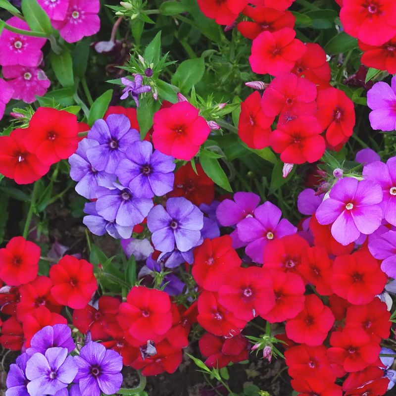 Annual Phlox - Rainbow Clusters