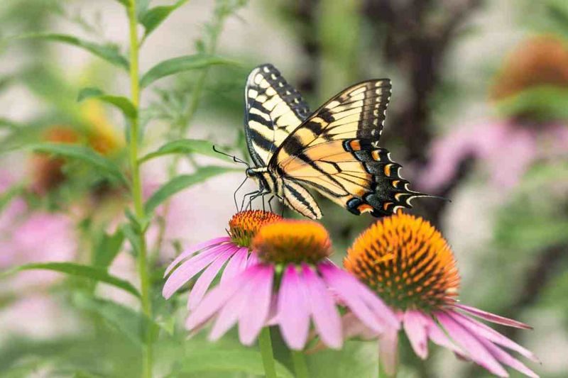 Natural Medicine Growing By Your Door
