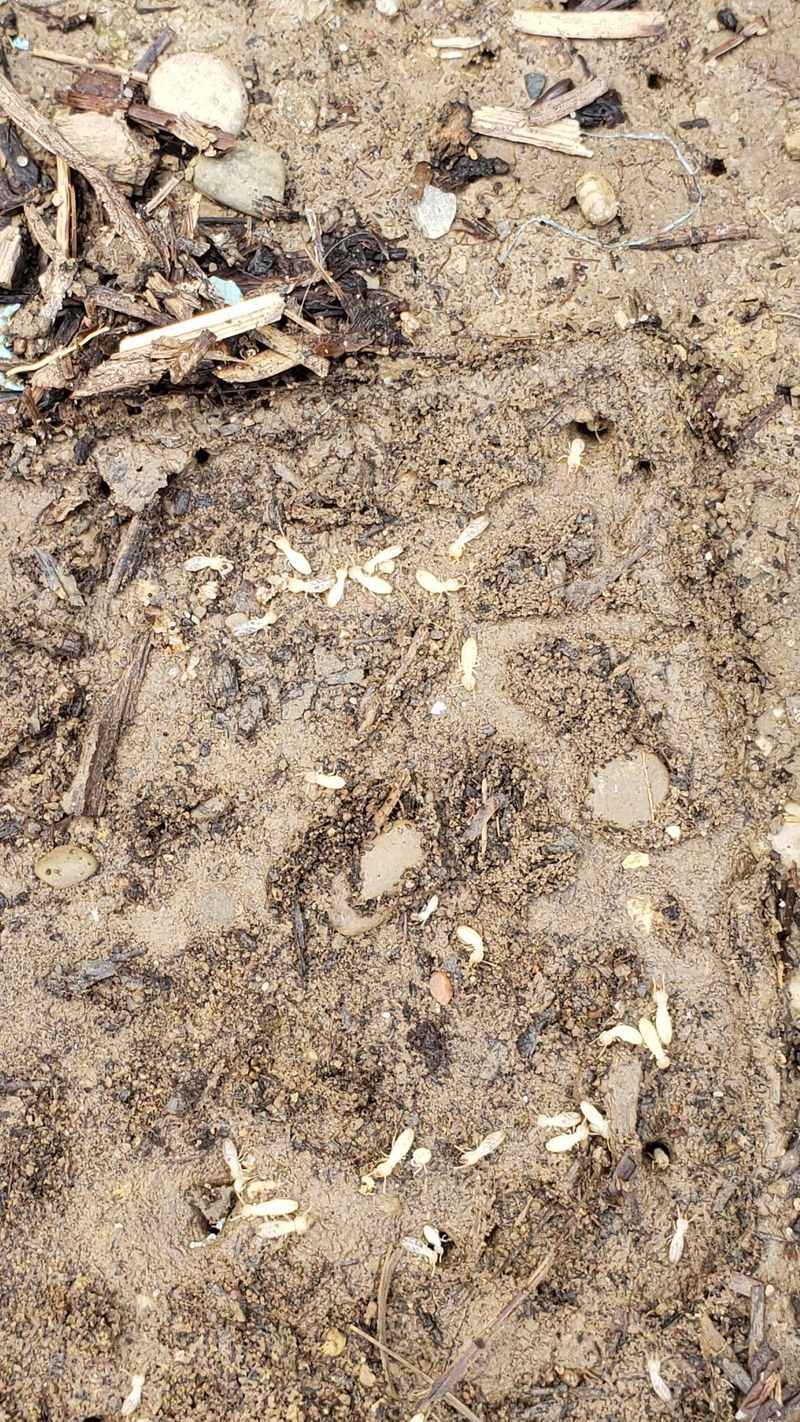Termite Deterrence