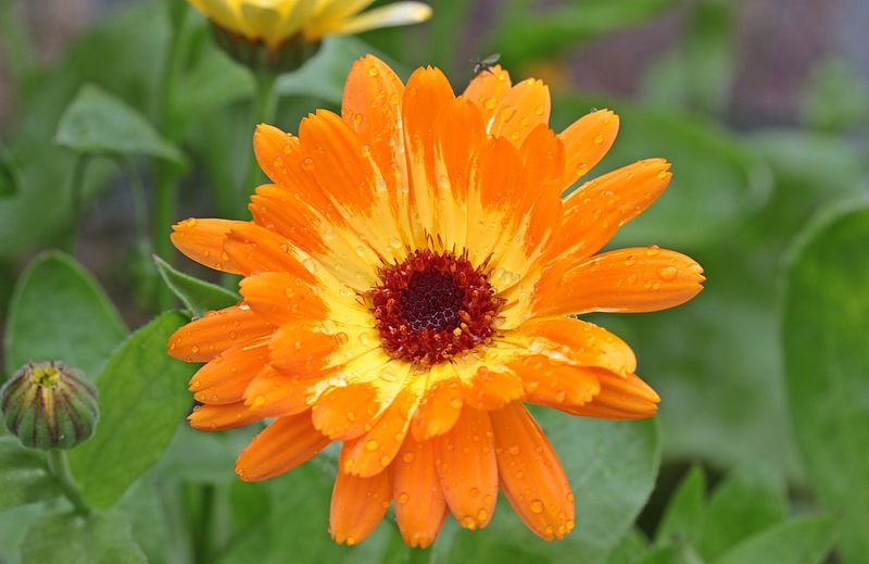Natural Dye Source