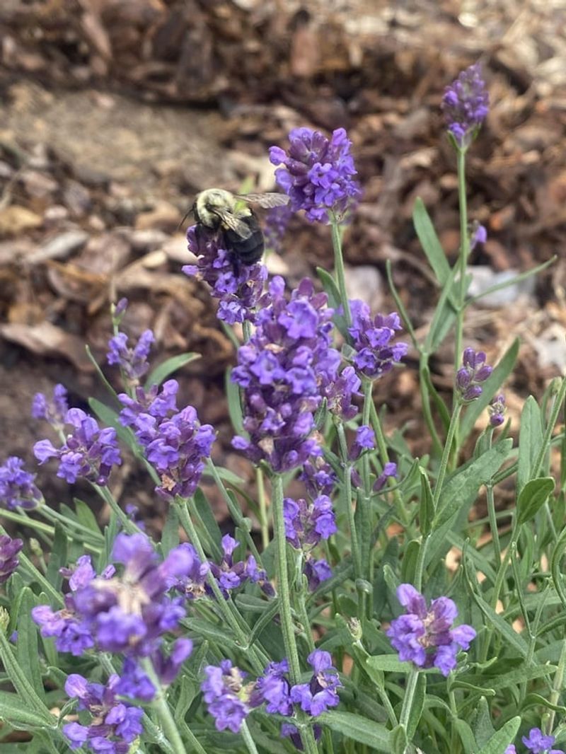 Pollinator Paradise