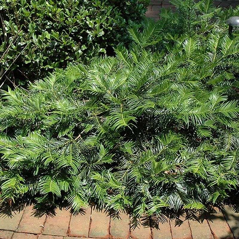 Creeping Plum Yew (Cephalotaxus harringtonia 'Prostrata')