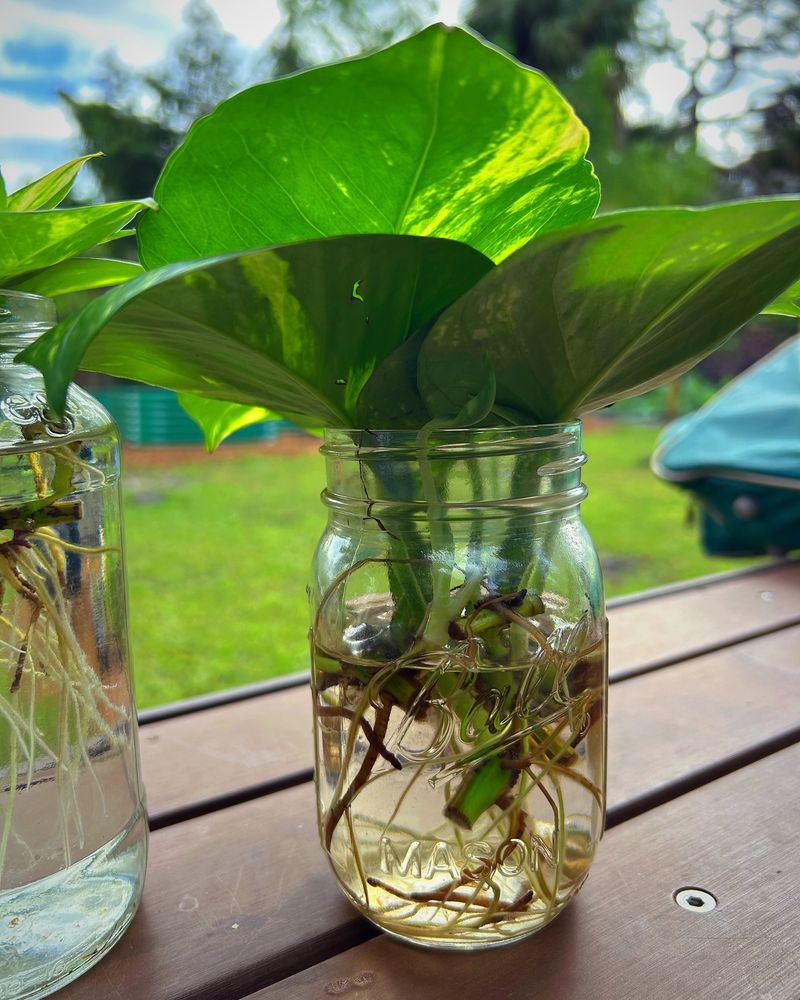 Pothos