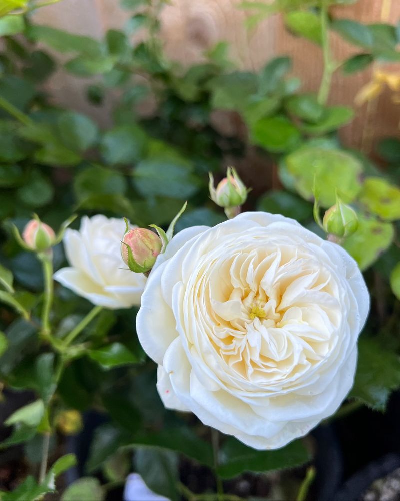 Artemis Rose