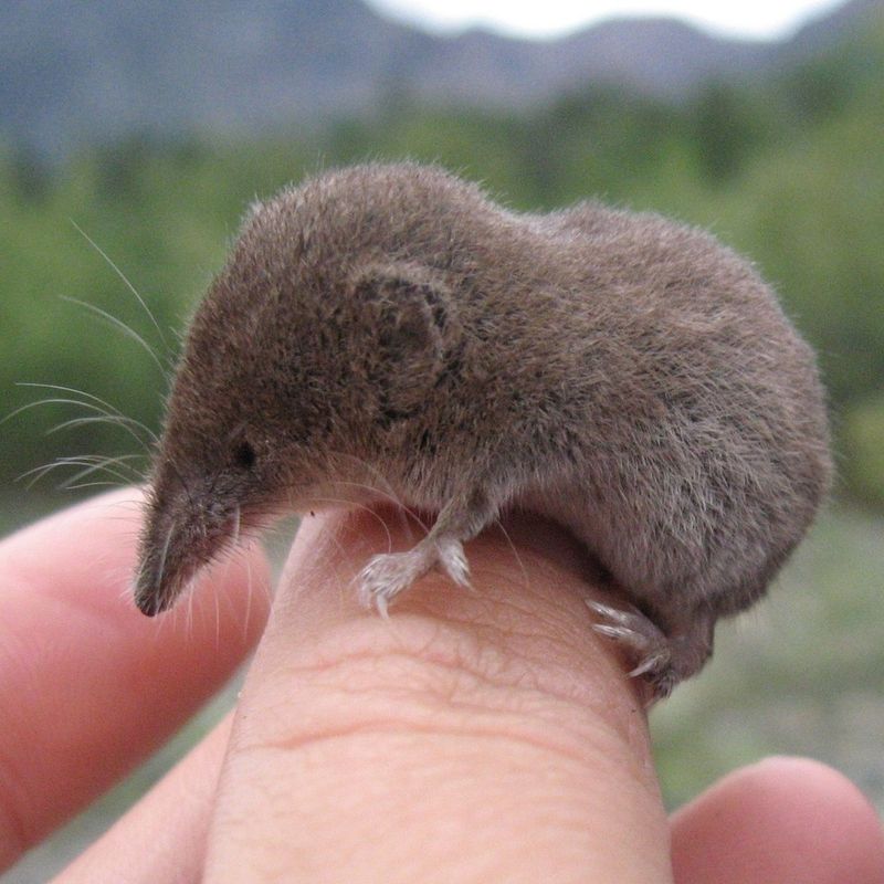 Short-Tailed Shrews
