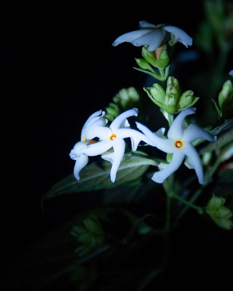 Midnight Jasmine