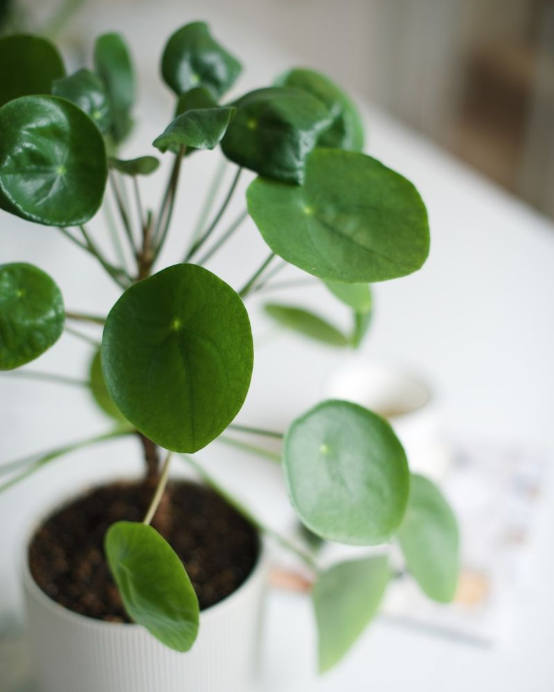 Pannenkoekenplant
