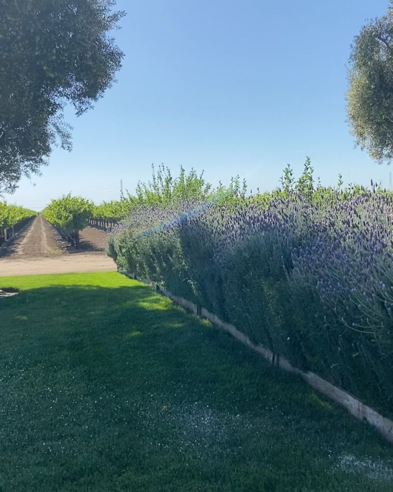 Moonmist Lavender