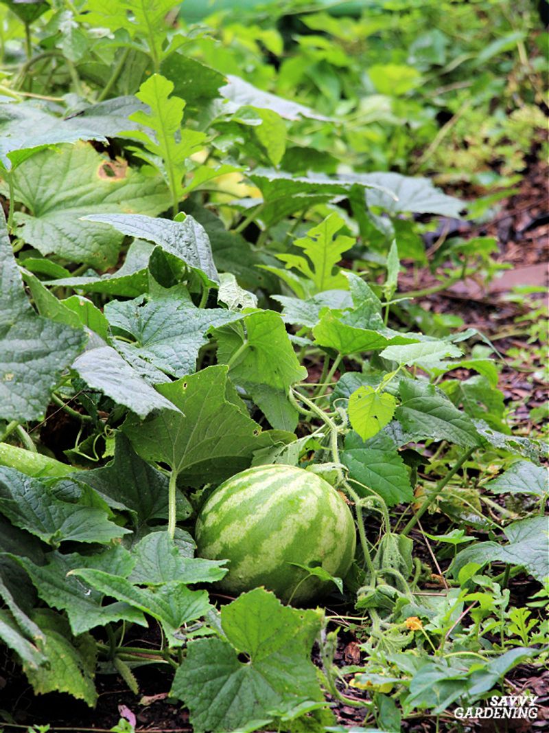 MISTAKE: Overcrowding Plants