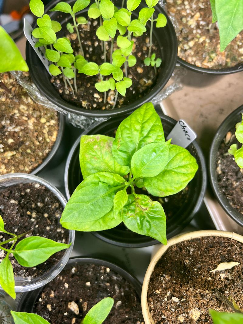 MISTAKE: Using Outdoor Fertilizer Concentrations