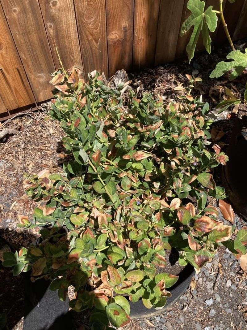 MISTAKE: Fertilizing During Extreme Heat