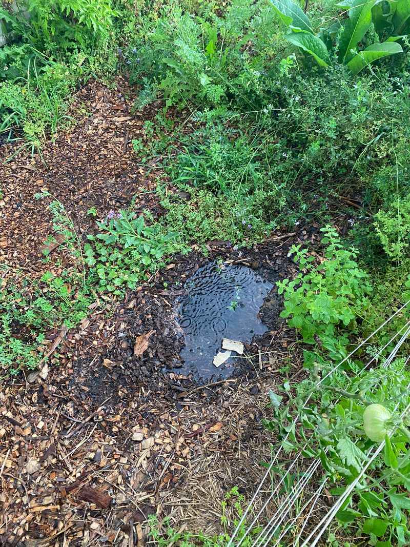 MISTAKE: Flooding Burrows