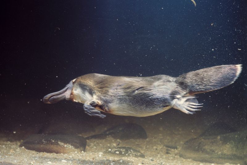 Australia's Platypus: The Venomous Duck-Beaver Hybrid
