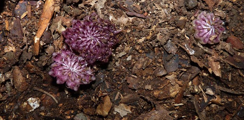 Australia's Underground Orchid