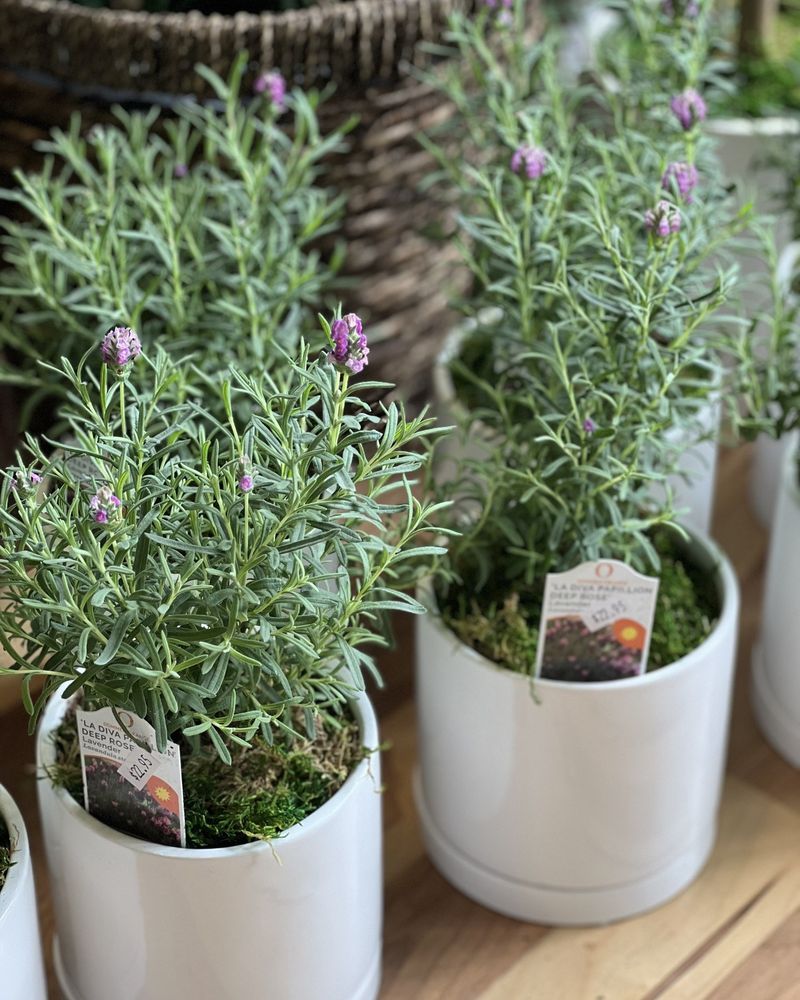 Aromatic Flowering Herbs Display