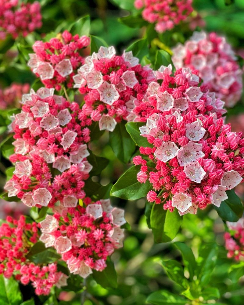Mountain Laurel - Native Woodland Gems