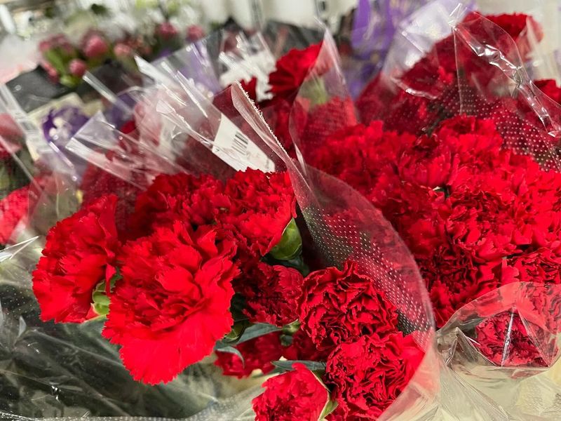 Carnations