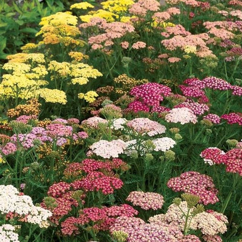 Yarrow (Achillea)