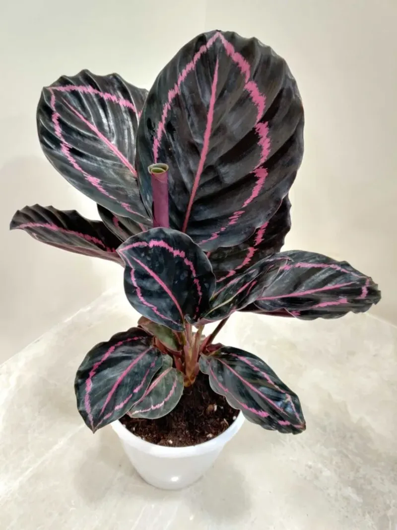 Calathea (Prayer Plant Family)