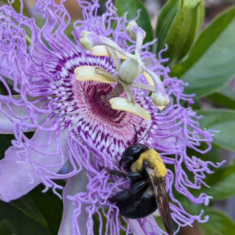 Passion Flower Vine