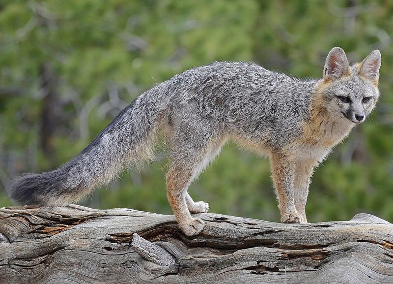 Oregon's Diverse Landscapes Support Abundant Fox Populations