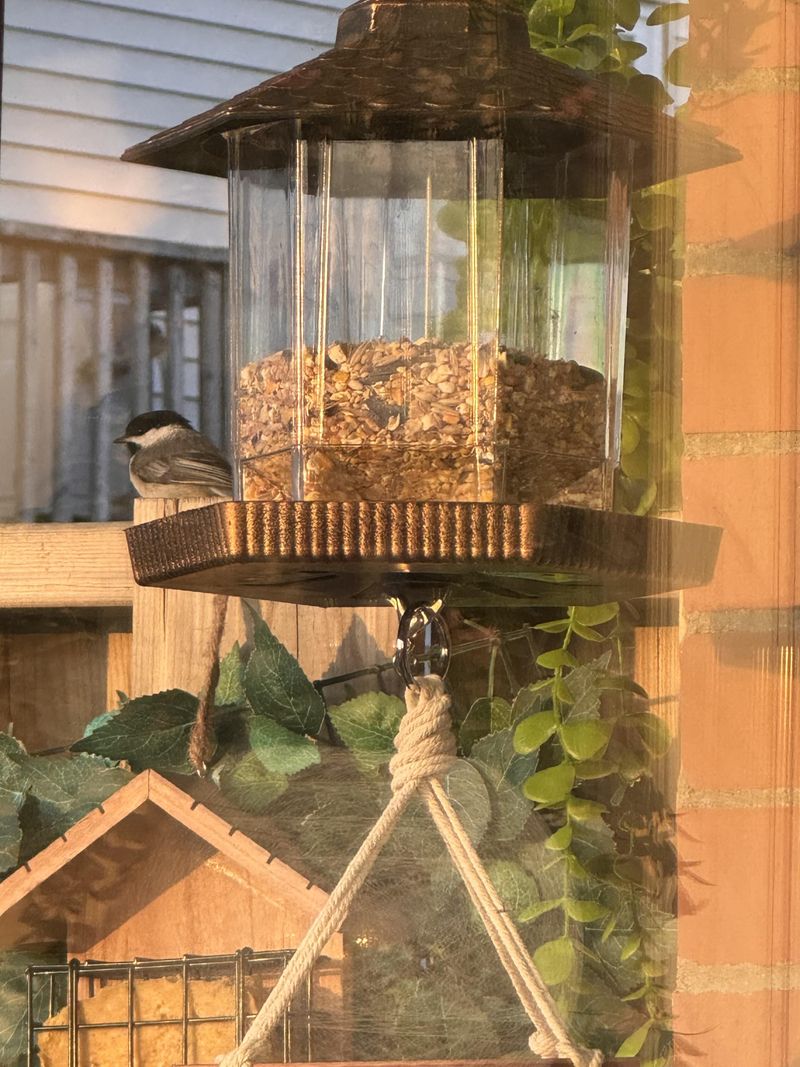 Offer Suet Feeders During Colder Months