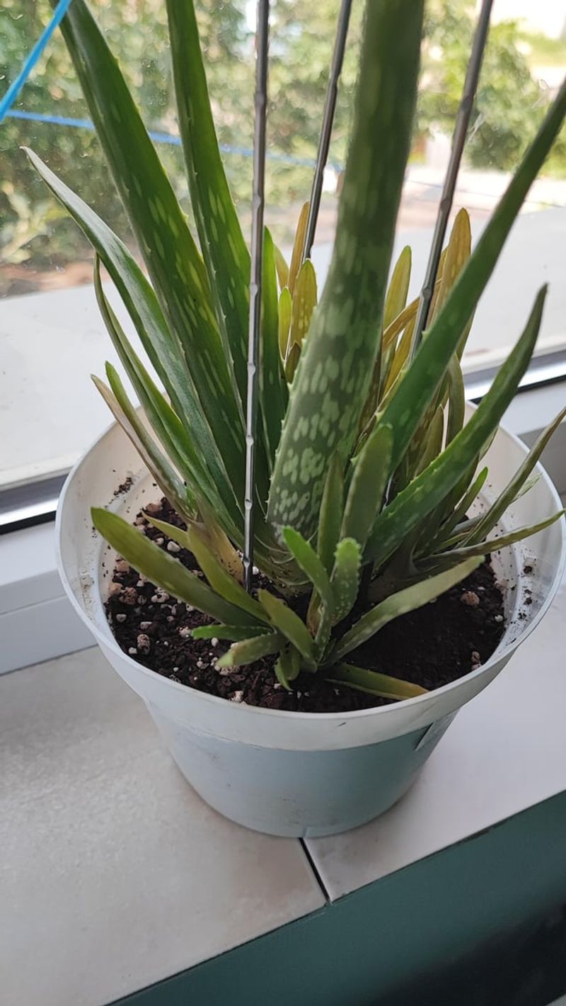 Rotate Your Plant Regularly