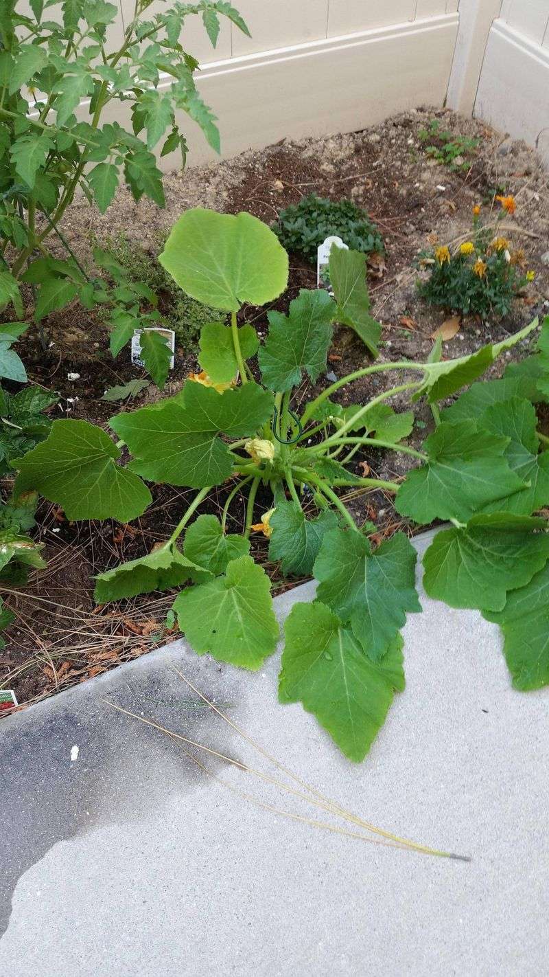 Add Wind Protection for Vulnerable Plants