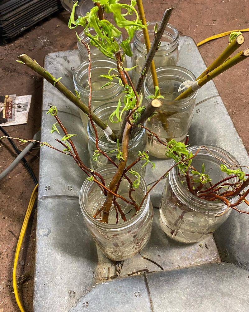 Watch For Signs Of Growth
