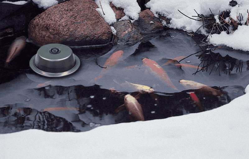 Prepare Your Pond For Winter