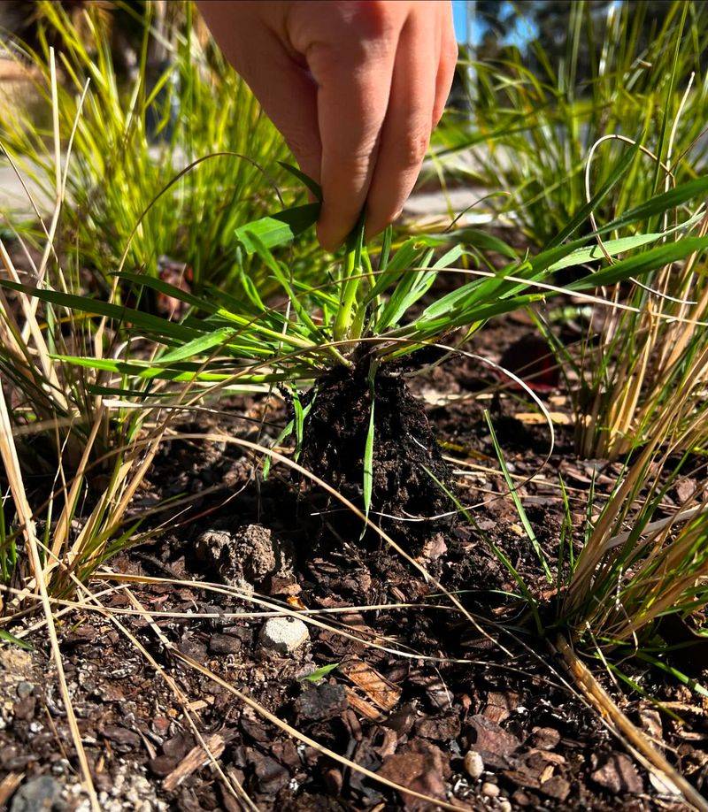 Hand-Pull Grass Before It Spreads