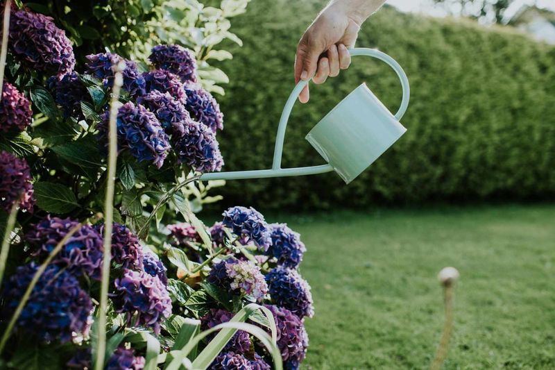 Perfect Your Watering Routine