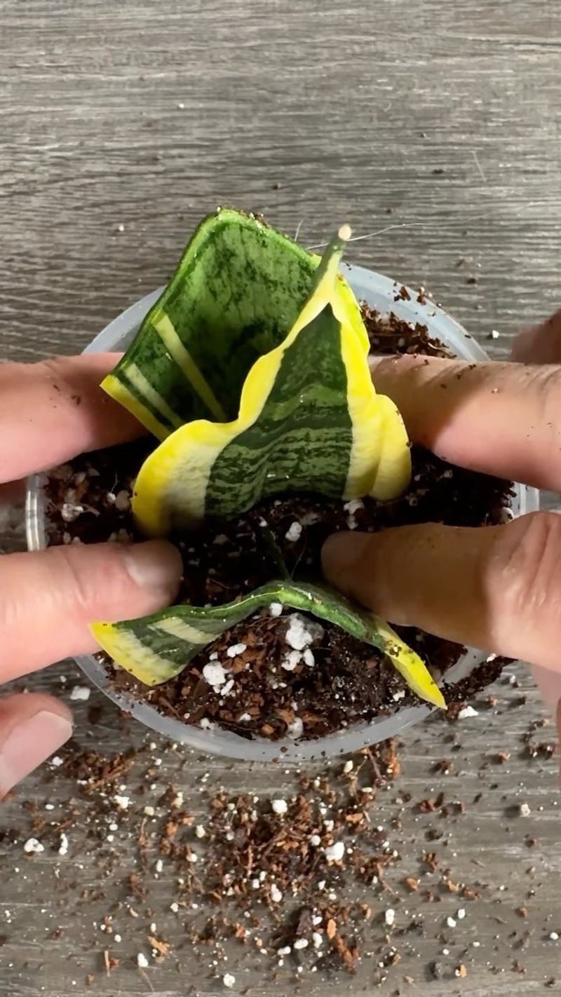 Use Well-Draining Soil Mix