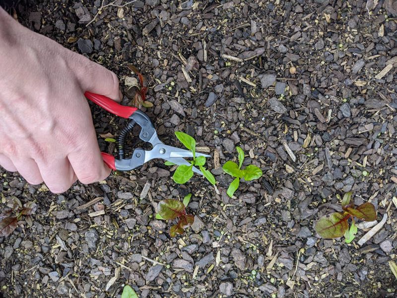 Thin Seedlings Without Waste