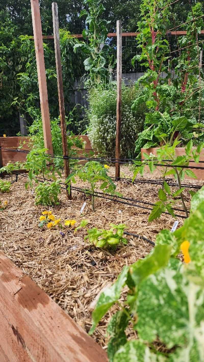Helps Maintain Plant Shape