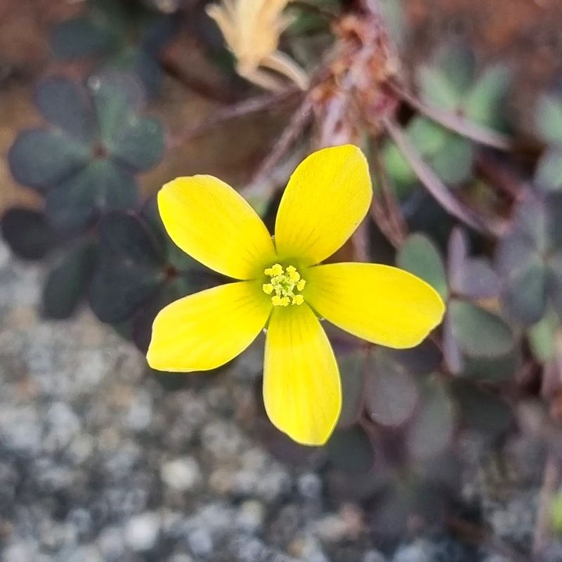 Wood Sorrel: Lemony Clover Lookalike
