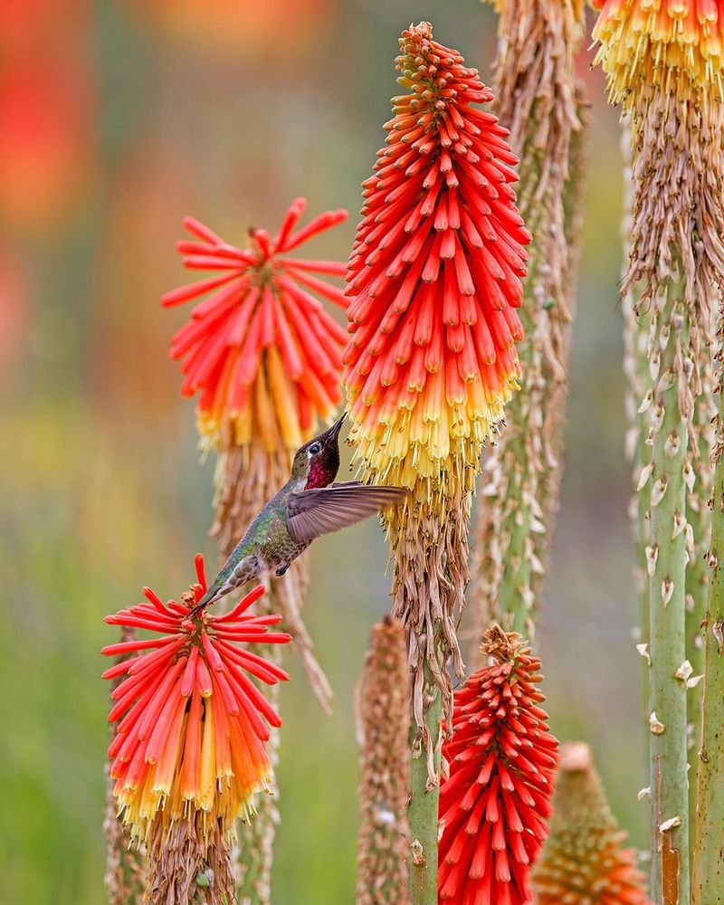 Red Hot Poker